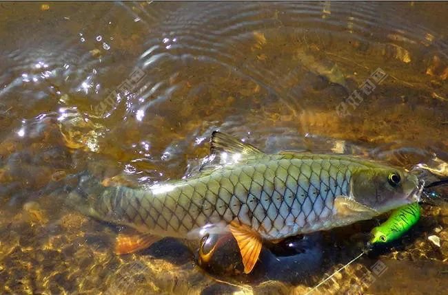 这种粗鳞鱼做汤很鲜如果能钓到说明当地水质特别好