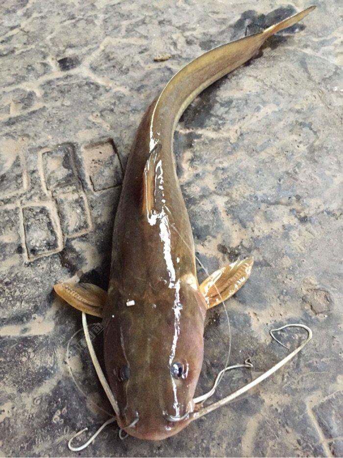 八须鱼(其实是我不认识)