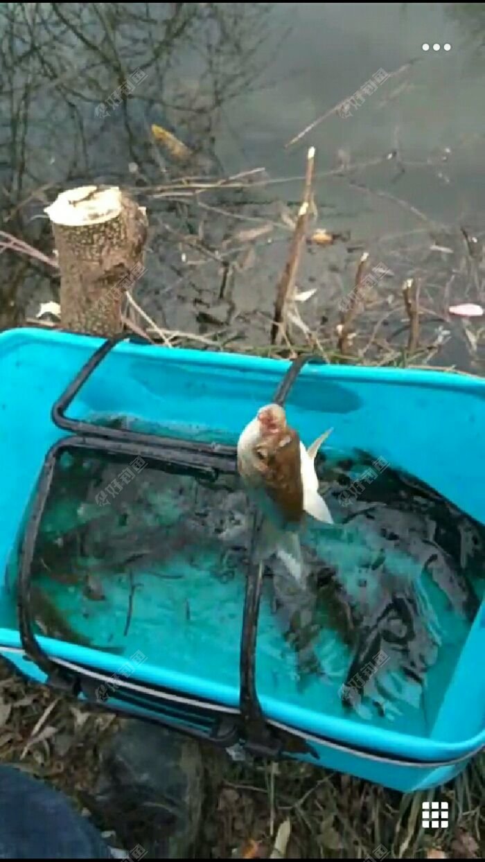 一条两条三四条，不一会儿桶里已经很多鱼了，一边钓鱼，一边和群里钓友互动着