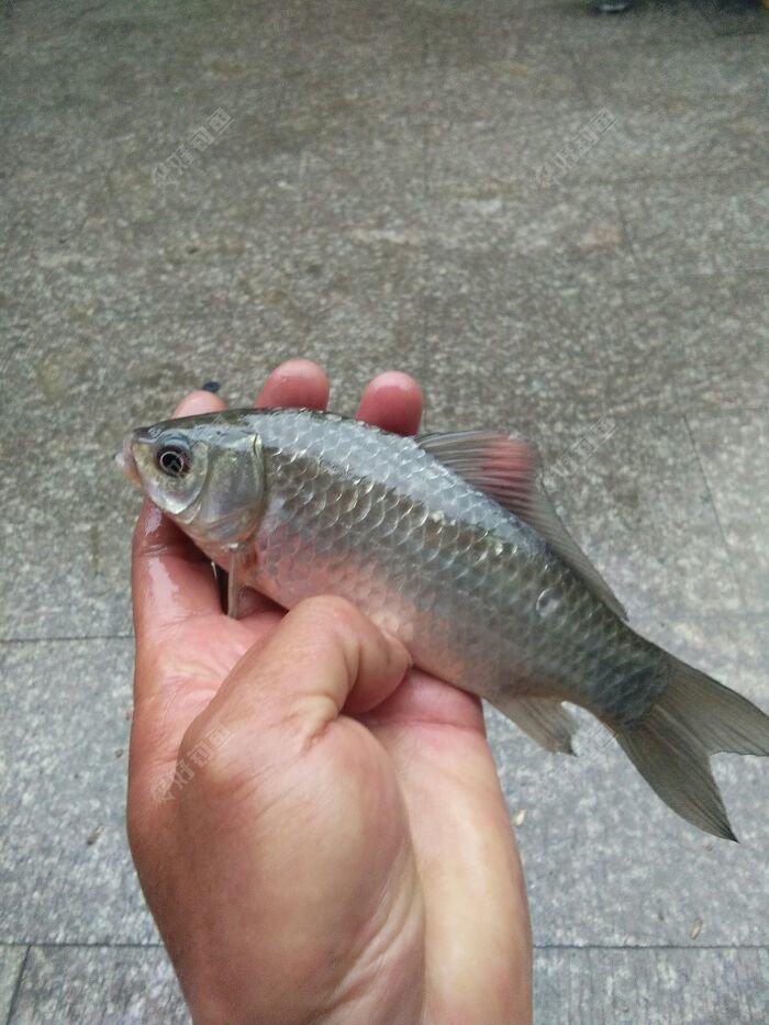 虽然口很轻但是还是没逃掉我的火眼金睛,我这时候手腕一抖,中鱼,上来