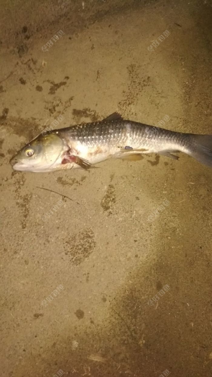 夜釣中草魚 - 好釣魚