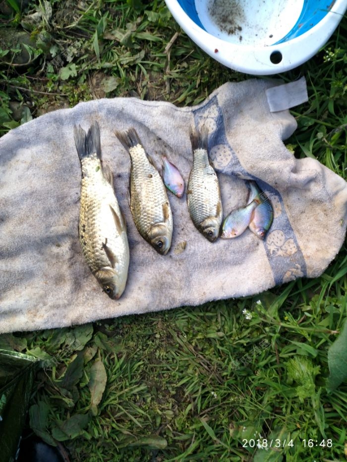 下午钓了六条鱼