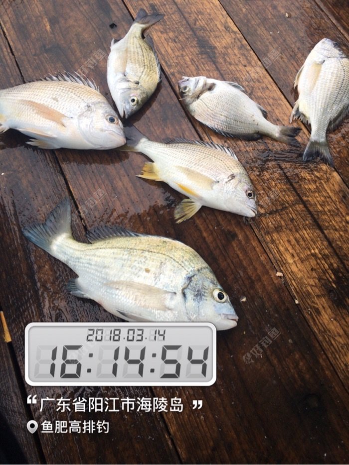 今天的黑鲷黄鲷