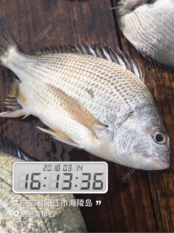 今天的黑鲷黄鲷