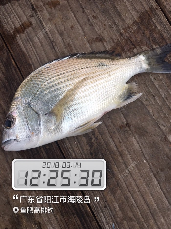 今天的黑鲷黄鲷