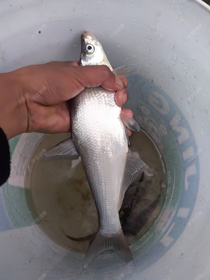 这条翘嘴还可以,第一次野河里钓这么大的翘嘴