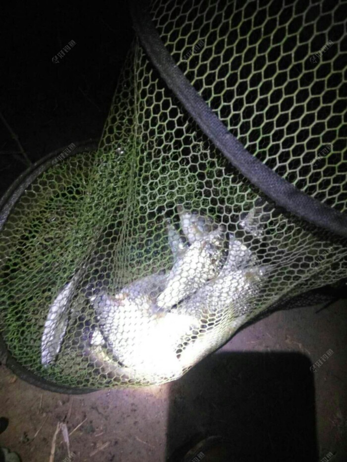 [开杆咯] 气温回升,重操旧业,夜钓开始! - 好钓鱼