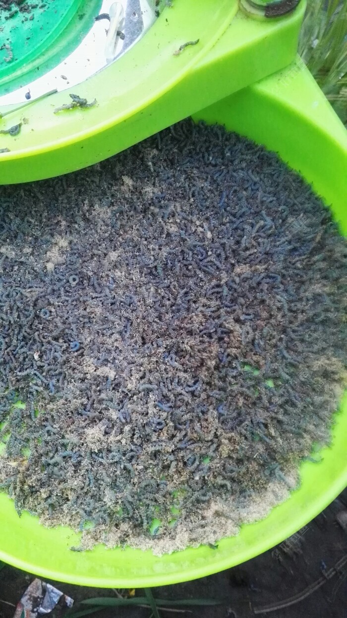 沙虫子静卧在料盘里,,等候出征,完成它的使命