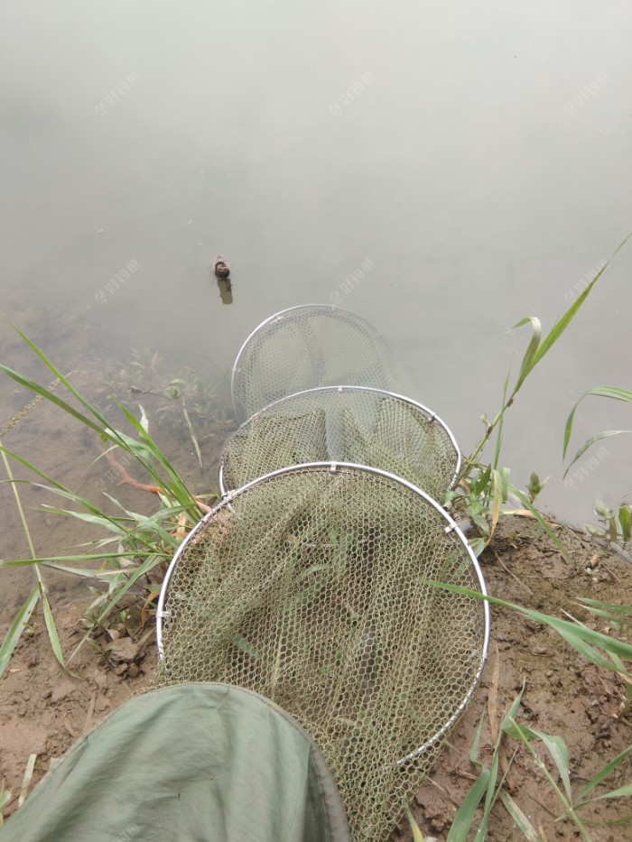里面有小土狗两只