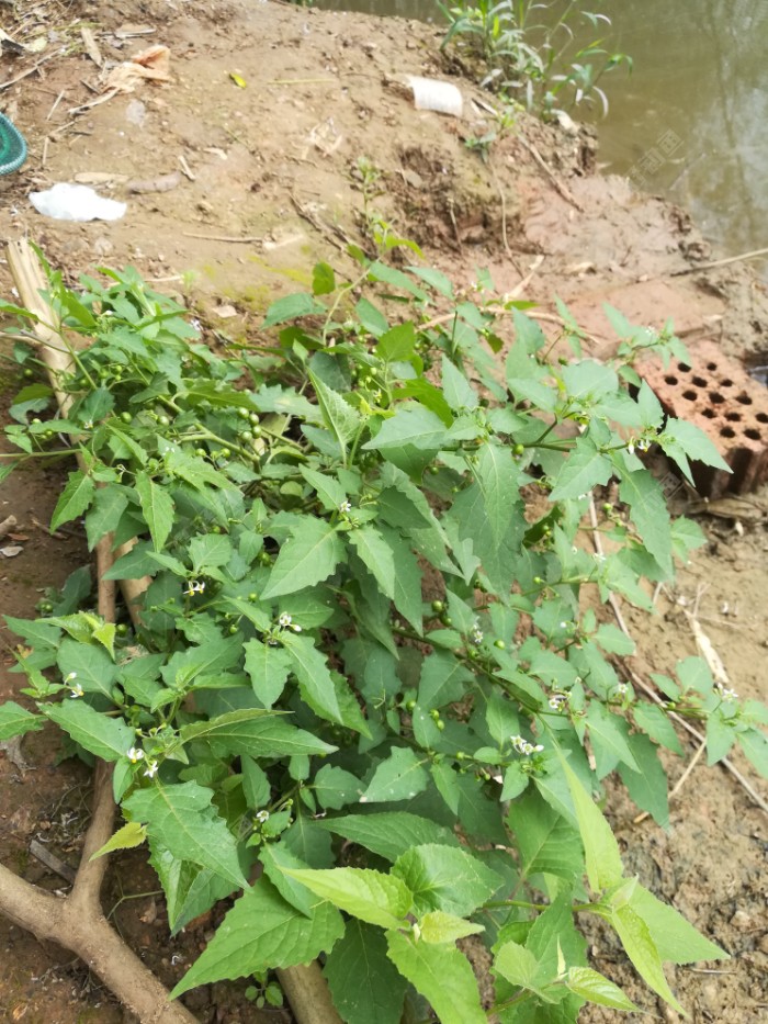 钓点边的白花菜,开花又结果了,说明春天已快结束,马上进入夏季了.