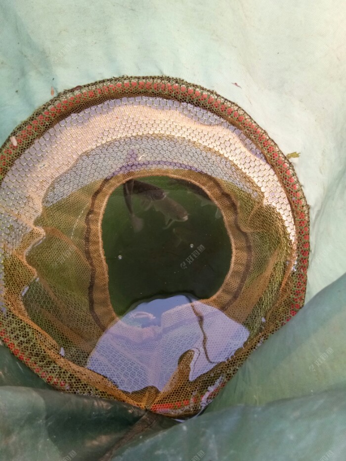 这是鱼护里的鱼,也许是在找出口吧.