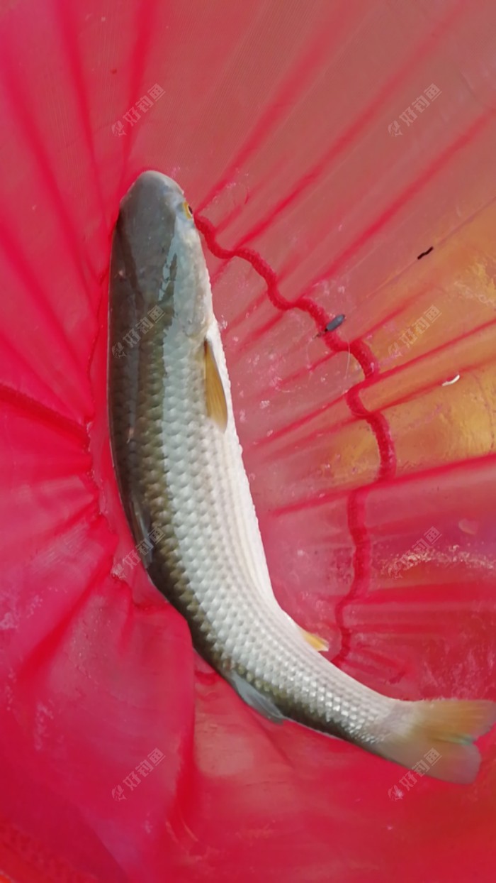 首次鲻鱼钓了几条