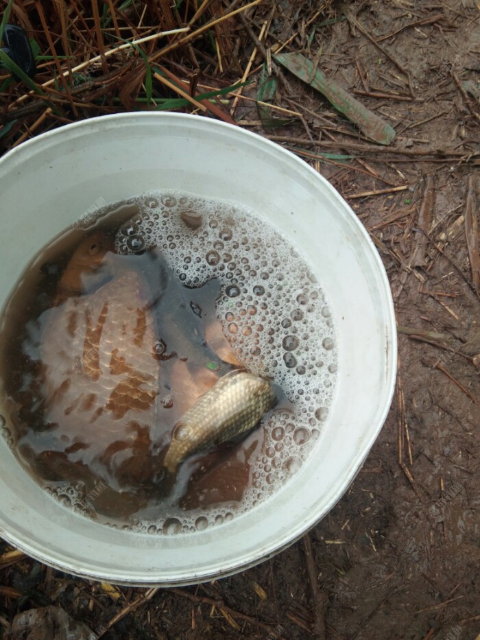 雨天钓鲫鱼