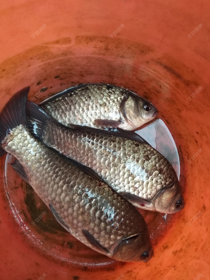 这么大的鲫鱼朋友拿去了3条自己留3条 其他的小鲫鱼无数