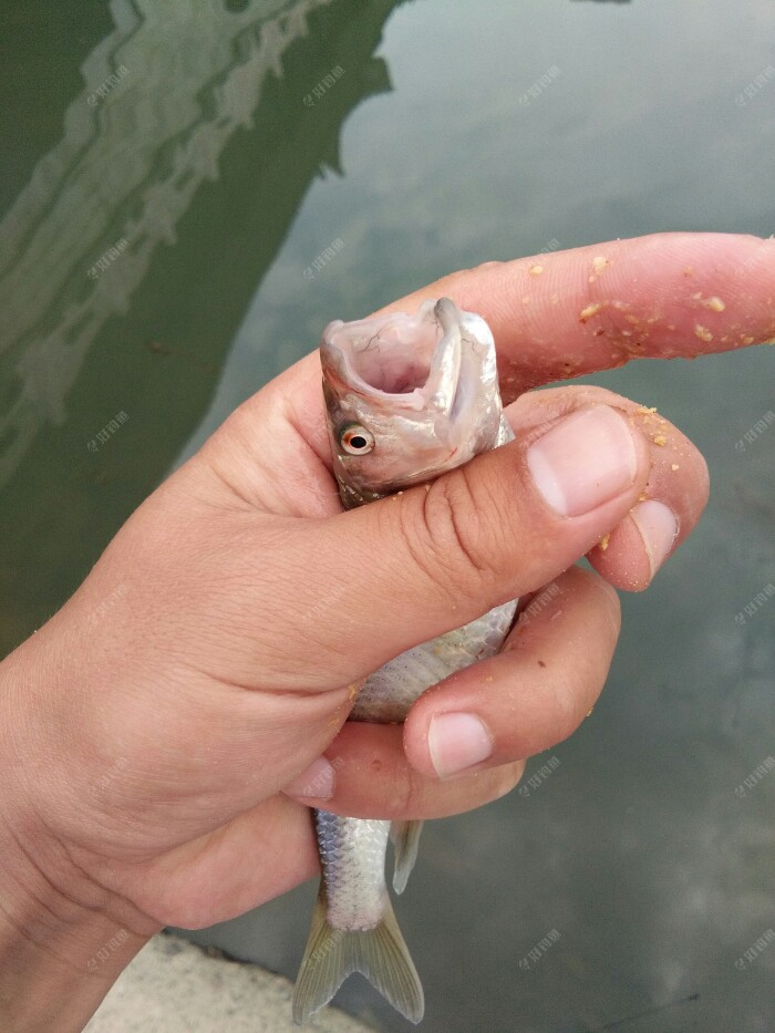 水库全是小米鱼这溪流钓马口