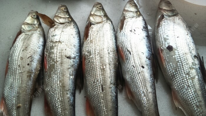 [爆护季]游钓红尾 - 好钓鱼