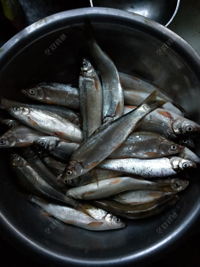 我的青尾鲴,26条