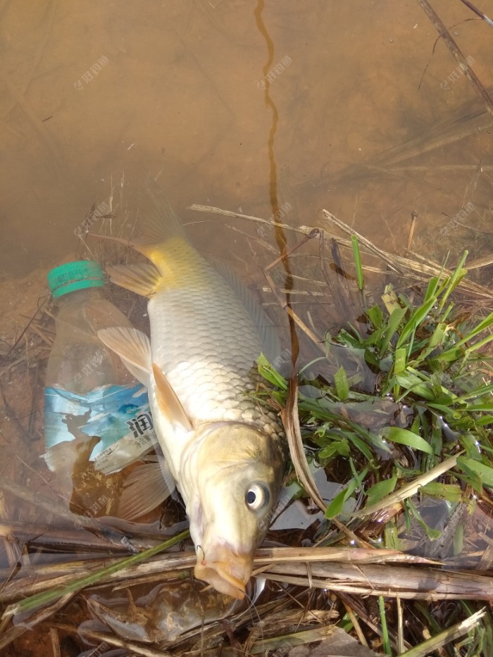 大小鱼爆护只带四条鲫鱼回家