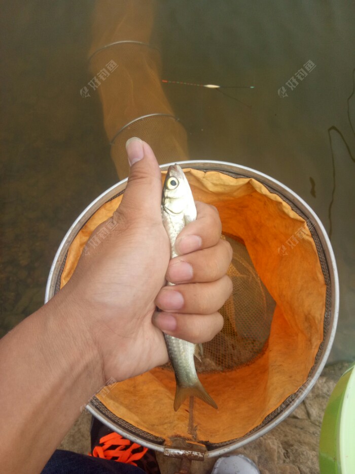 小仓鱼很肥的哦