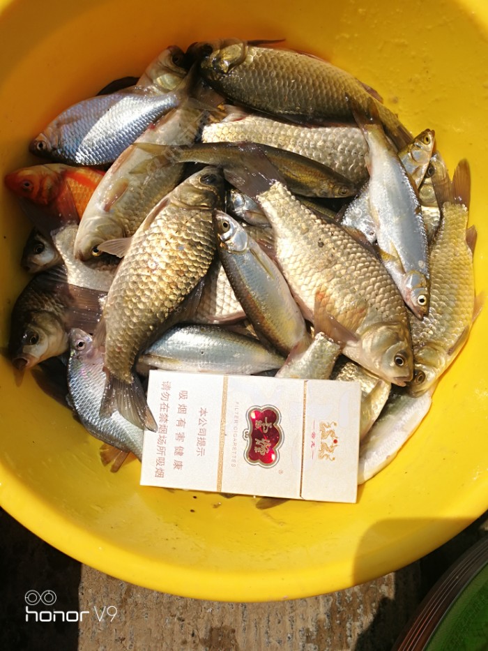 鲫鱼为主,少量白条和时光皮,还有金鱼一尾!