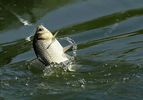 夏季輕口魚如何釣底層魚又可以釣離底魚