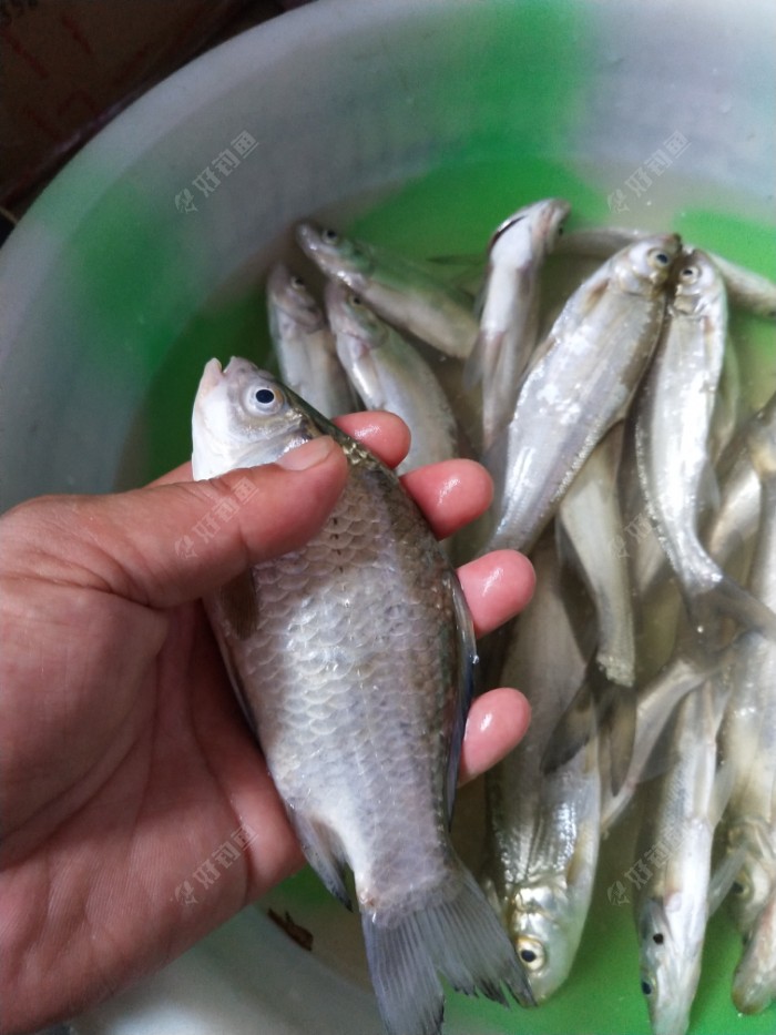 今天唯独的一尾喜头鱼?