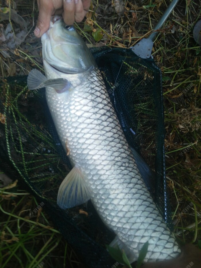 再现大弯弓上获草鱼一尾