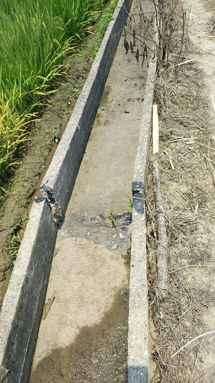 这条小渠是用于灌溉稻田的.