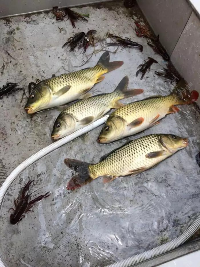 我们把这种吃着有稻香味的鱼叫做稻花鱼