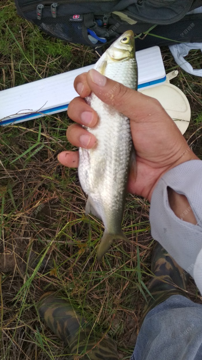 大白条,超大白条,我见过最大的一条白条.