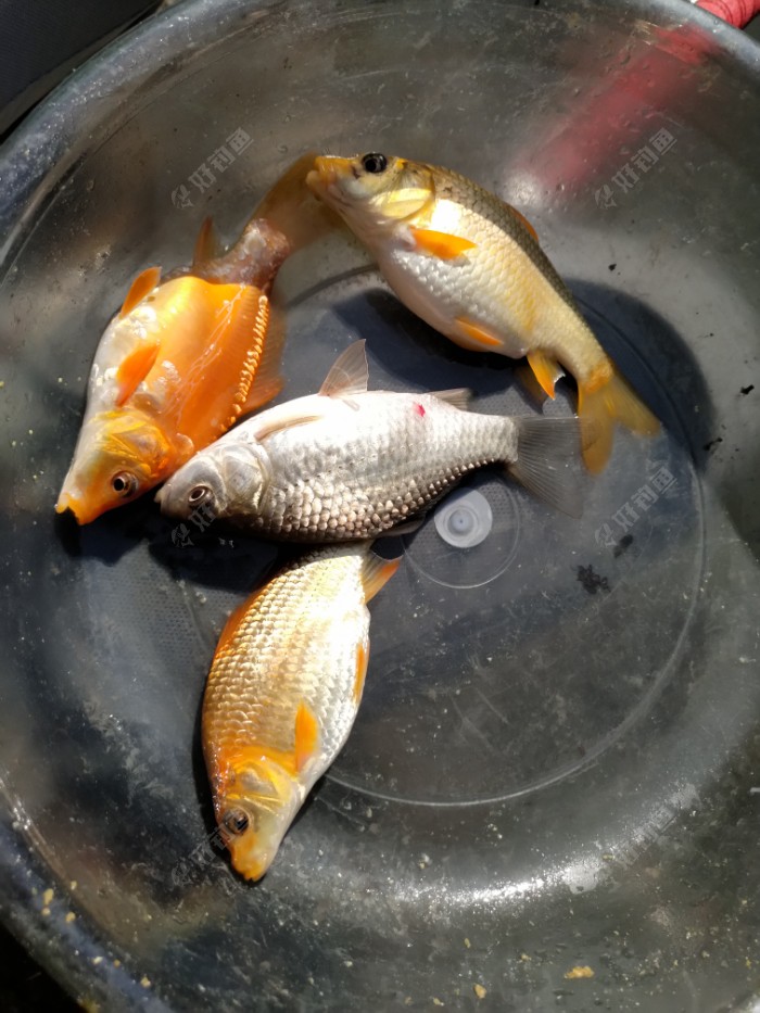 上的小鲤鱼,小鲫鱼