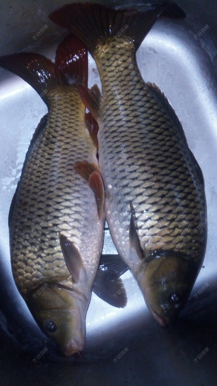 得到的两条鲤鱼