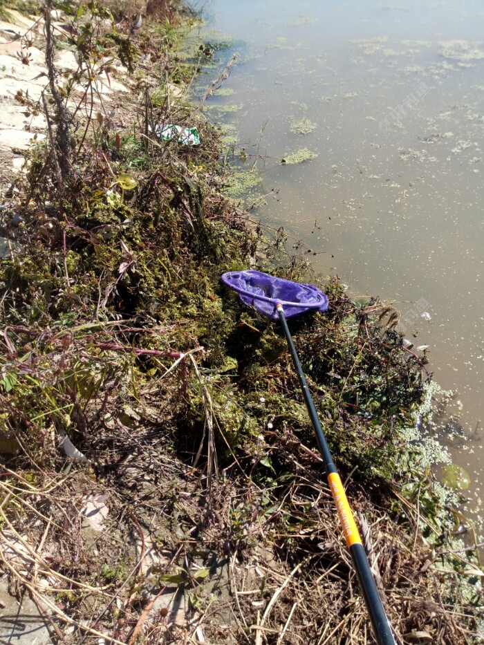 打捞出来的水草浮萍