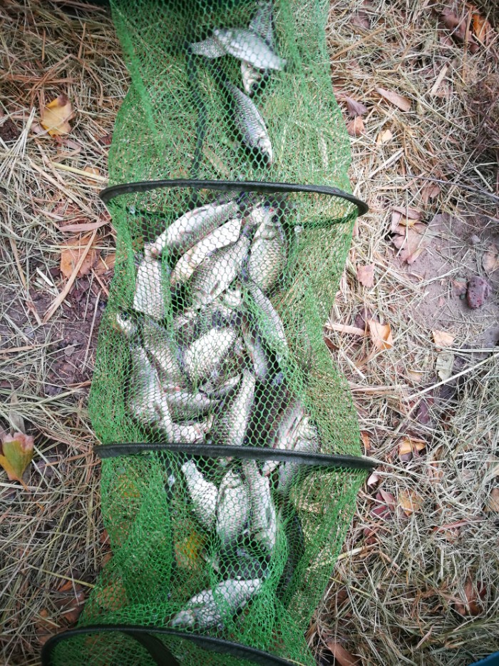 心心念念的鲫鱼爆护终于来了