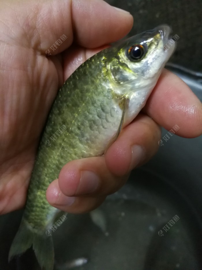 清清河水上石鲮鱼