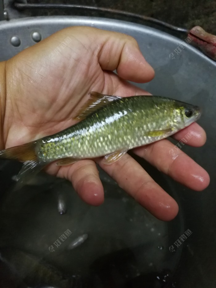 清清河水上石鯪魚