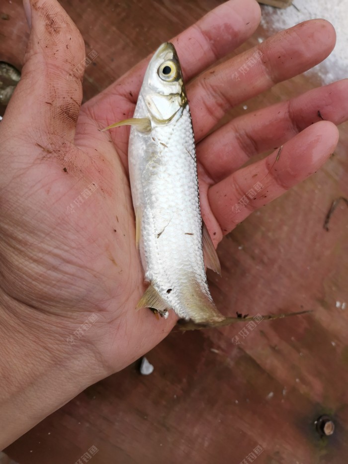 活泼的小白条,在久未中鱼的我来讲都是可爱的.