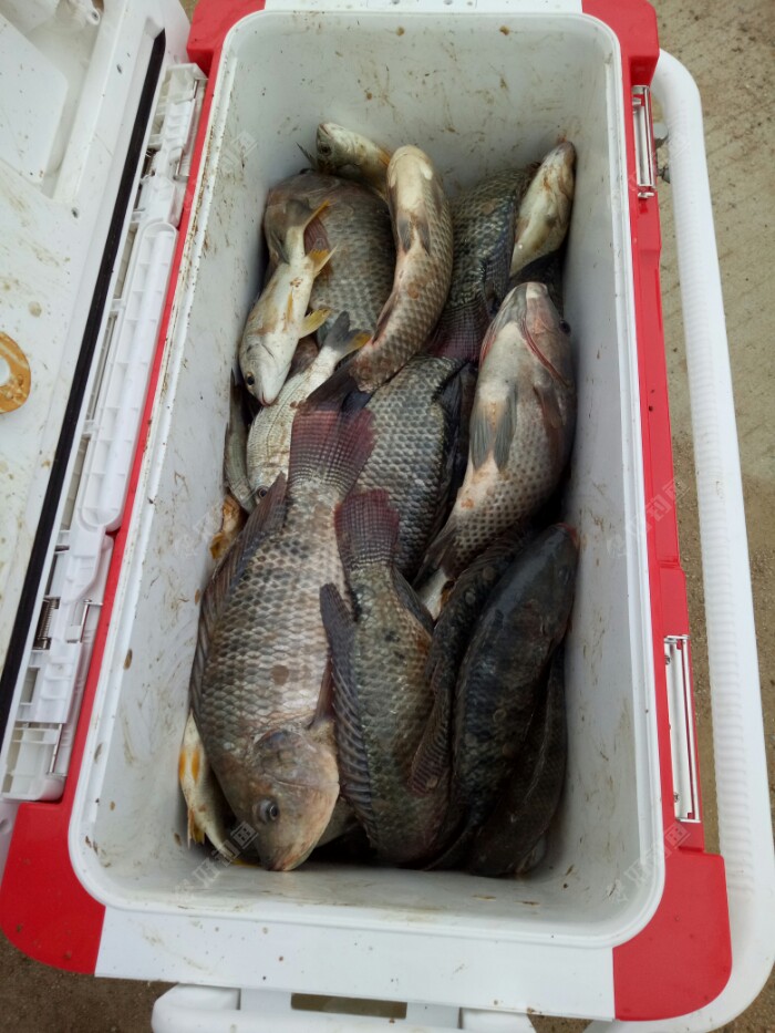 08:08 天气:还行 钓场:江河(江河) 饵料:野战蓝鲫九一八速攻赤尾青 鱼