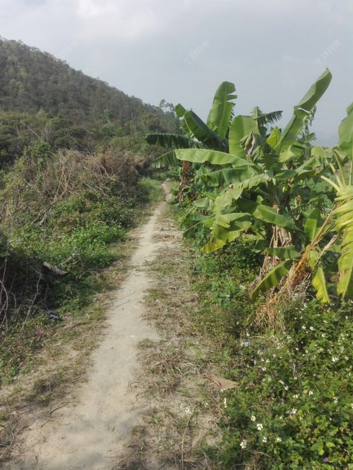穿梭在农村的田梗小路