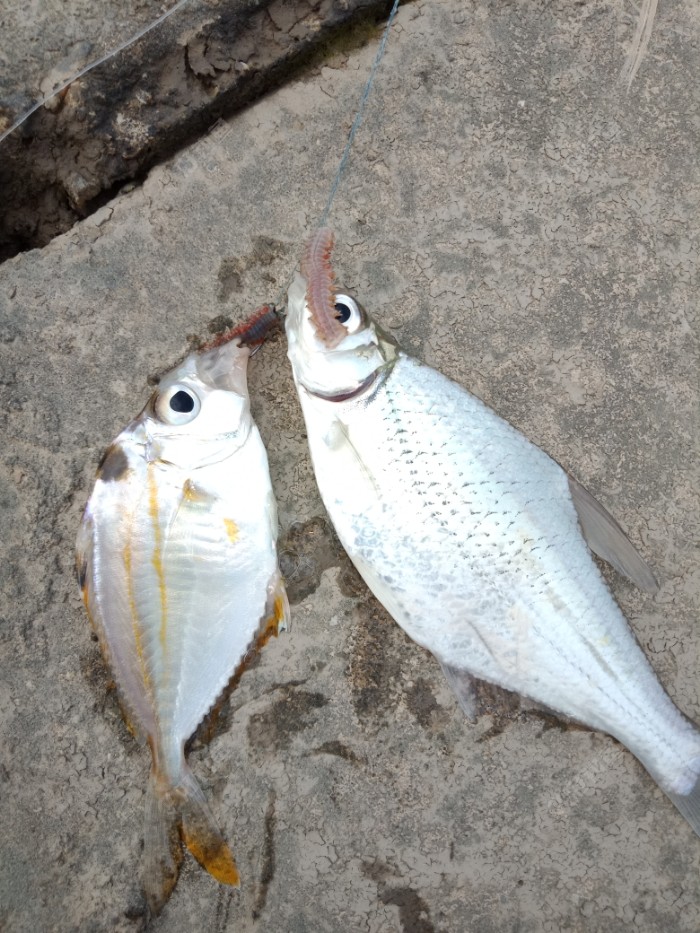 海钓油腊鱼收获一盘鲜