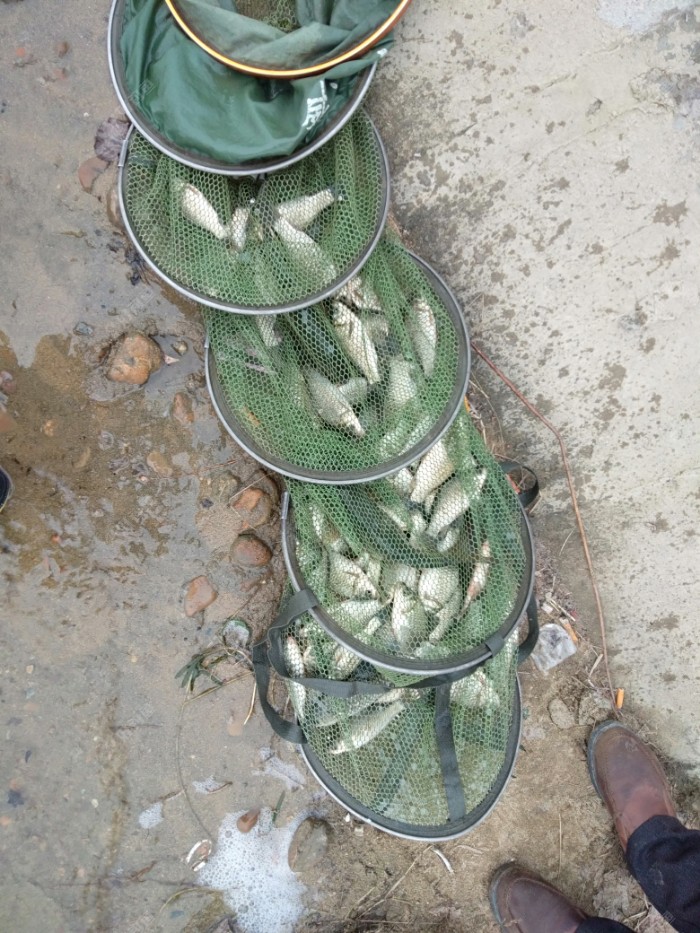 晒下今天的鱼获