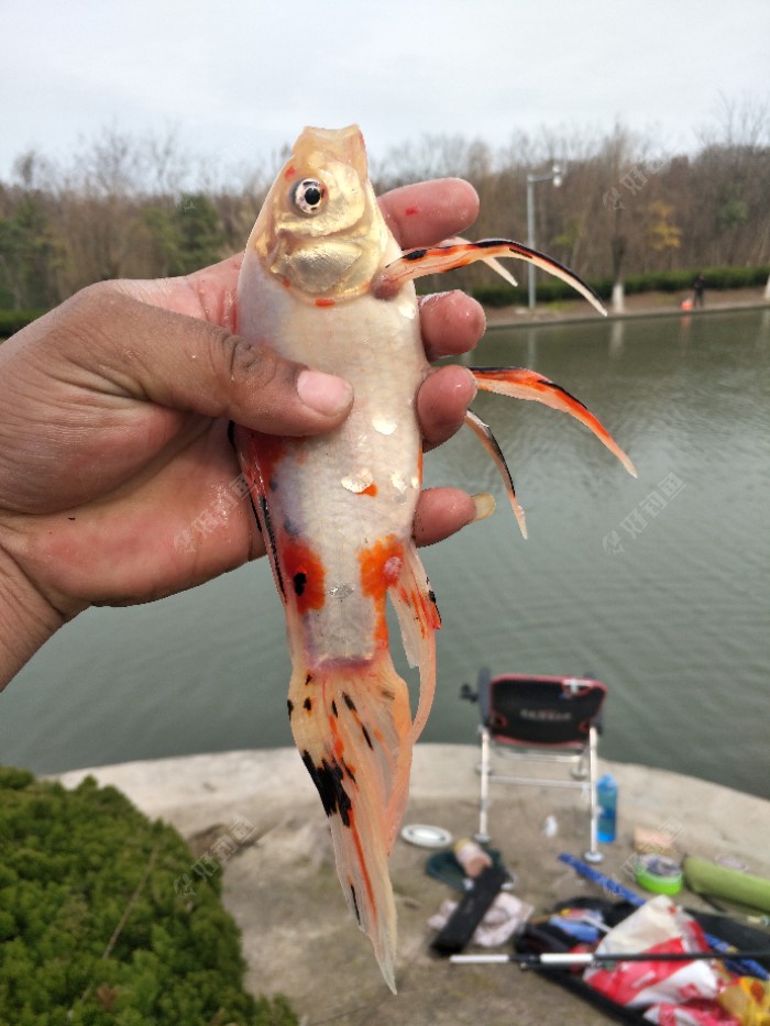 这样让我很欣慰也很开心,又一个顶漂提竿中鱼没想到钓上来一条小金鱼