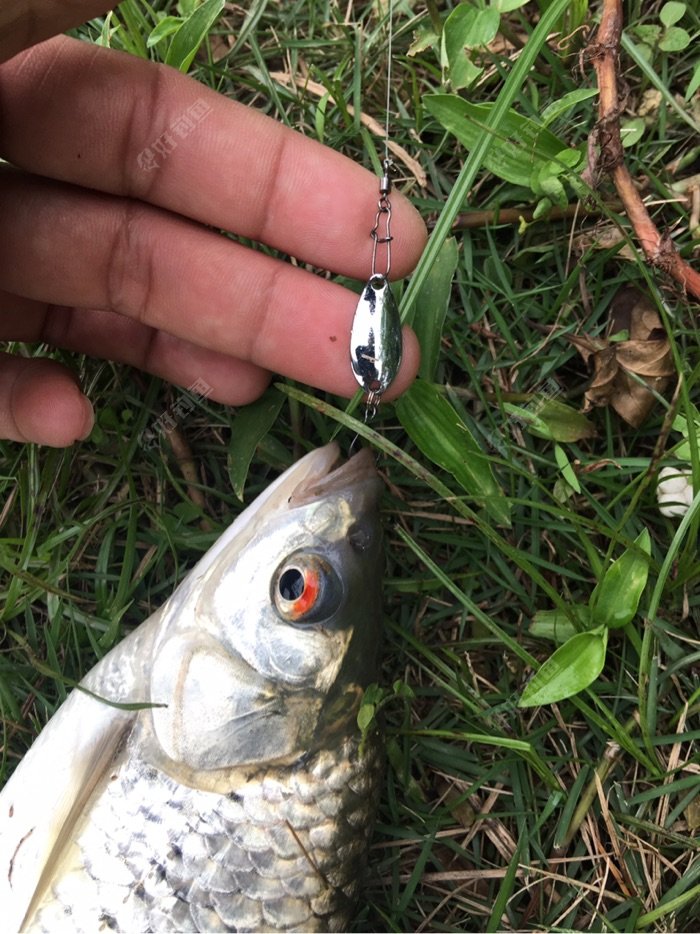 路亚红眼非一般的感觉