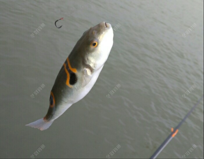 包食钓法江边也可钓出如此亮丽成绩