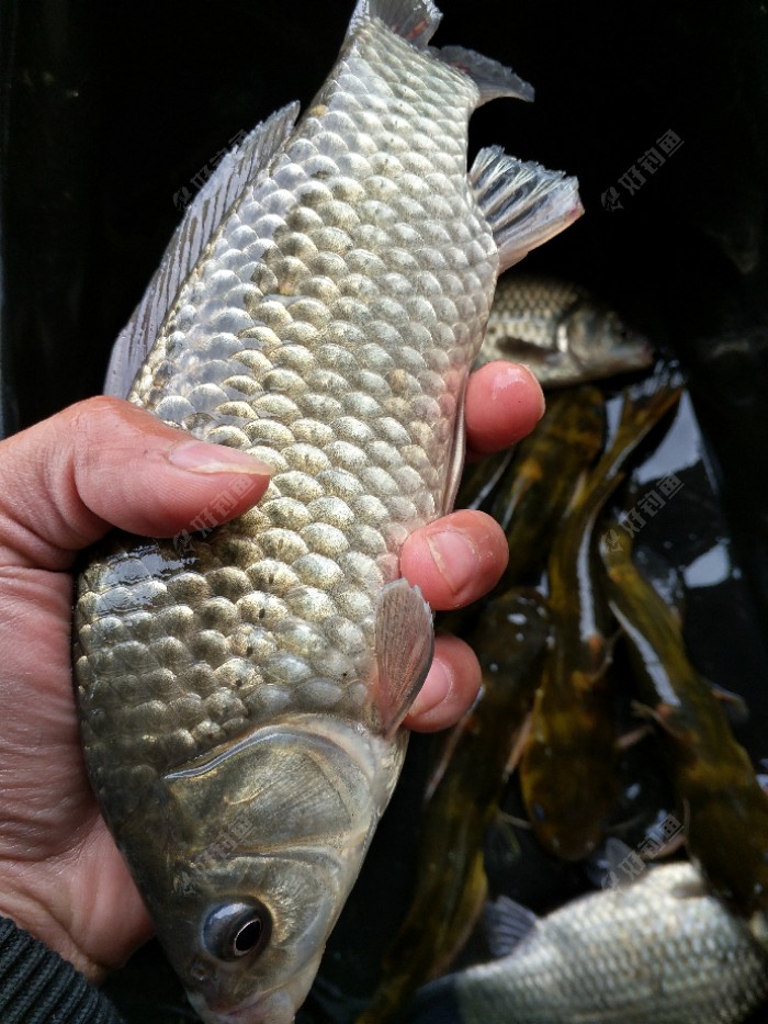 这鲫鱼个头可以,就是今天鲫鱼口不咋滴,可能是因为跟雨前的天气比