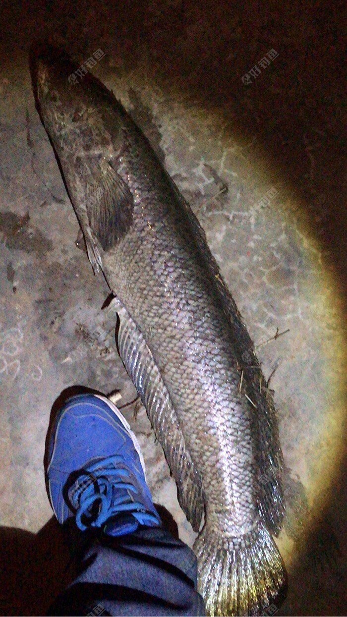 亚米鱼,亚米鱼图片_文秘苑图库