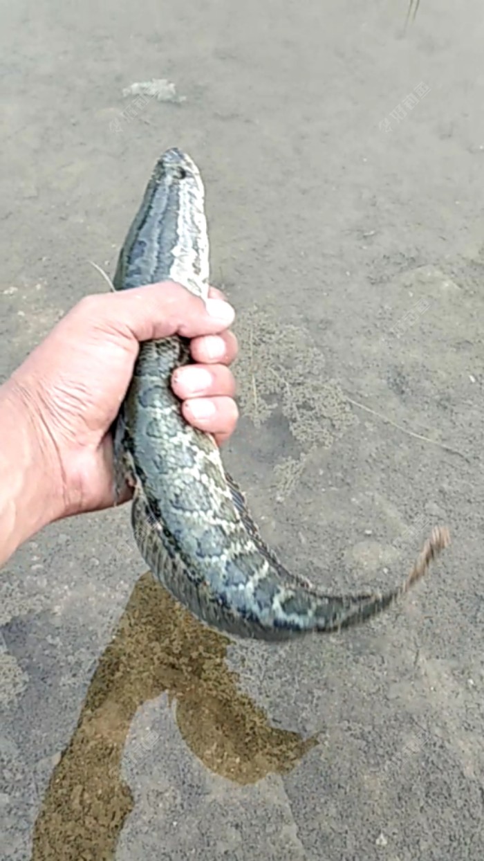 标题就叫雷强黑鱼吧