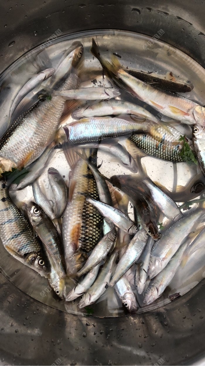 金华哪里有马口白条之类的可以钓