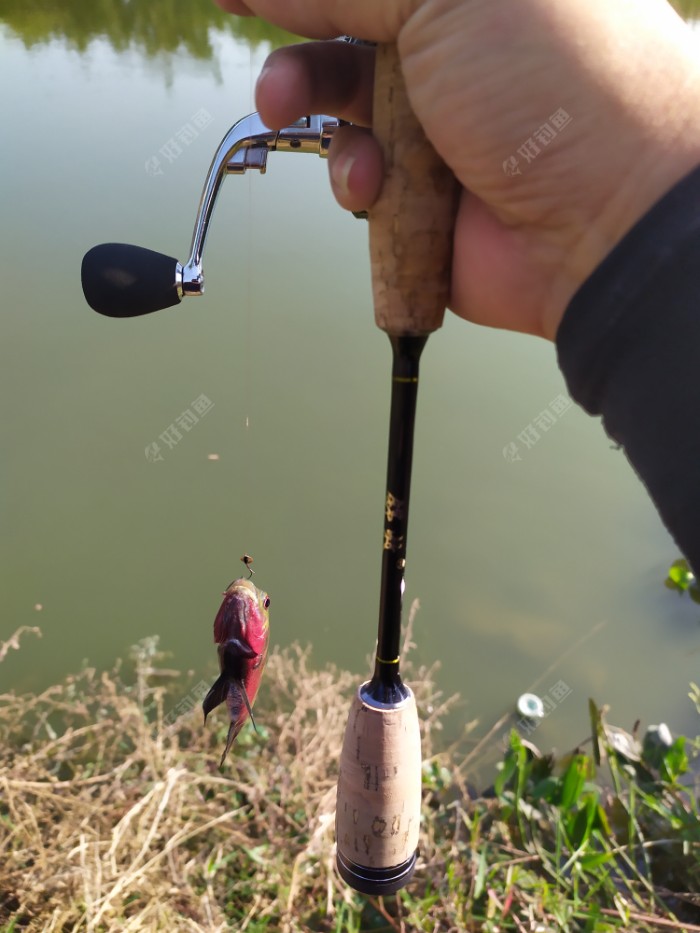 换瓜子口还是不错的,用的是咬铅钓组