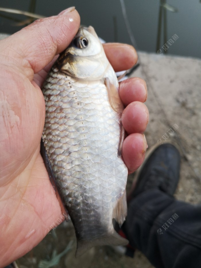 钓鱼不打窝有鱼也不多